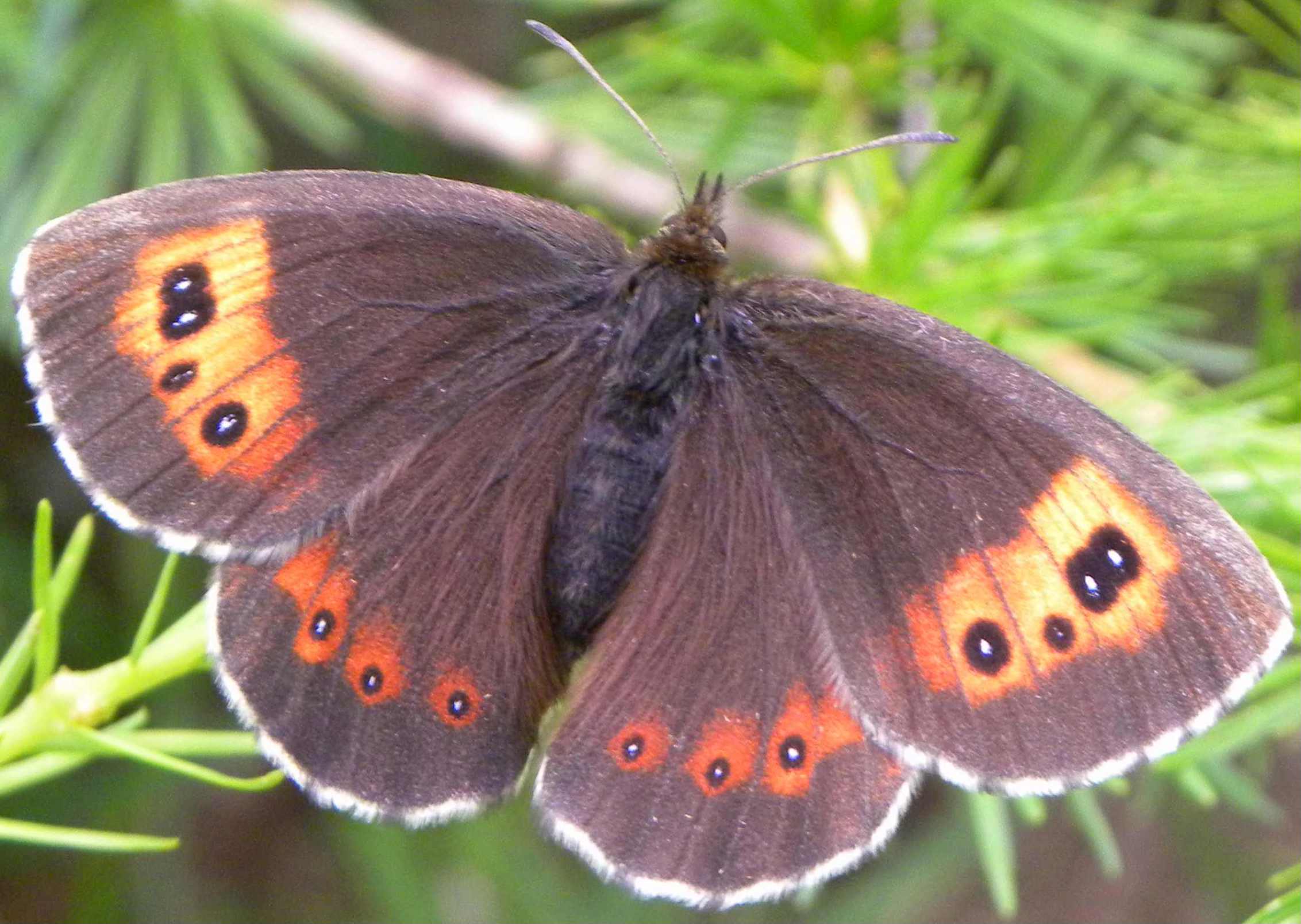 identificazione farfalla